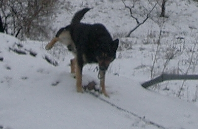 Levantando la pata